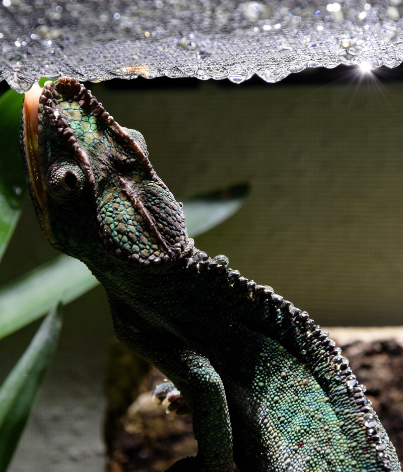 drop of water, 4K, day, terraristik, animal body part, vertebrate, reptile, terrarium animals, one animal, animals in captivity, exot, sunlight, tropics