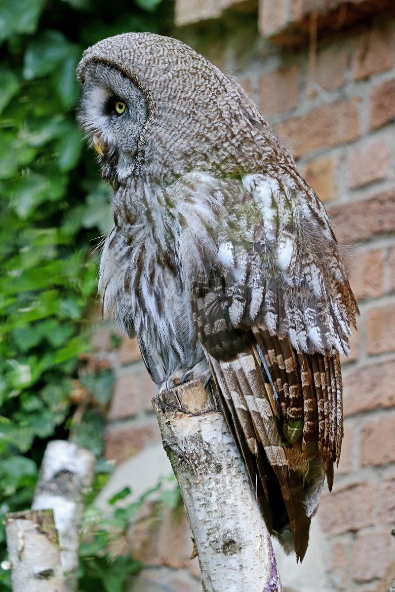 one animal, focus on foreground, Owl, Forest, forest dwellers, 5K, perching, day, Bird, bird of prey, no people, Wild Animal, animals in the wild, plant