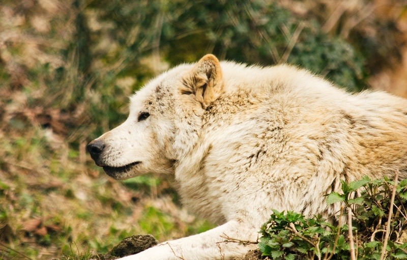 outdoors, focus, animal wildlife, field, animal, one animal, plant, white fur, animals in the wild, carnivora, tiergarten, no people, close-up, carnivores