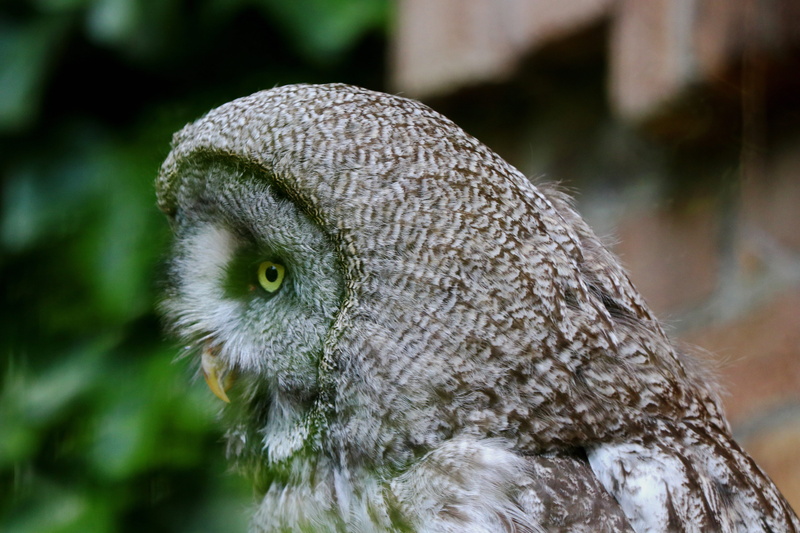 close-up, feather, waldeule, animal wildlife, 5K, animal themes, outdoors, animal body part, animal eye, forest dwellers, vertebrate, animal head, bird