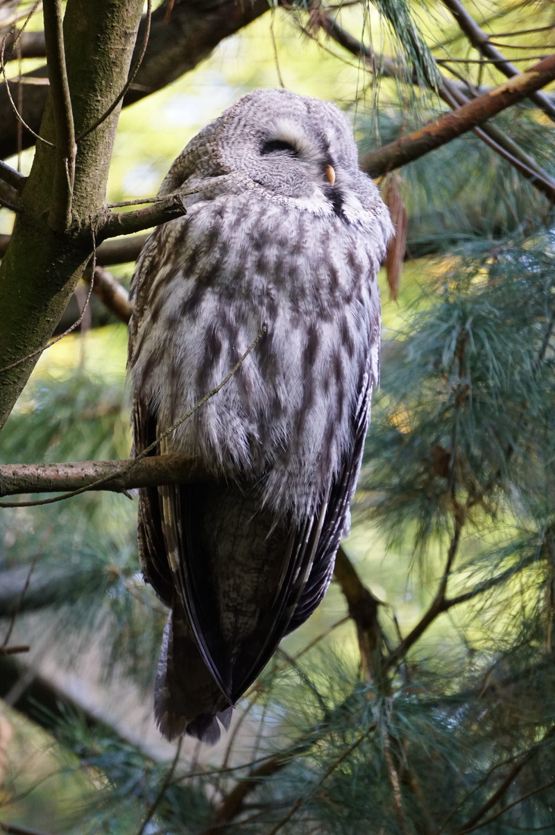 animals in the wild, nature, forest dwellers, raptor, perching, vertebrate, 2K, outdoors, bird of prey, plant, branch, bird, leaf, animal wildlife, wildkauz