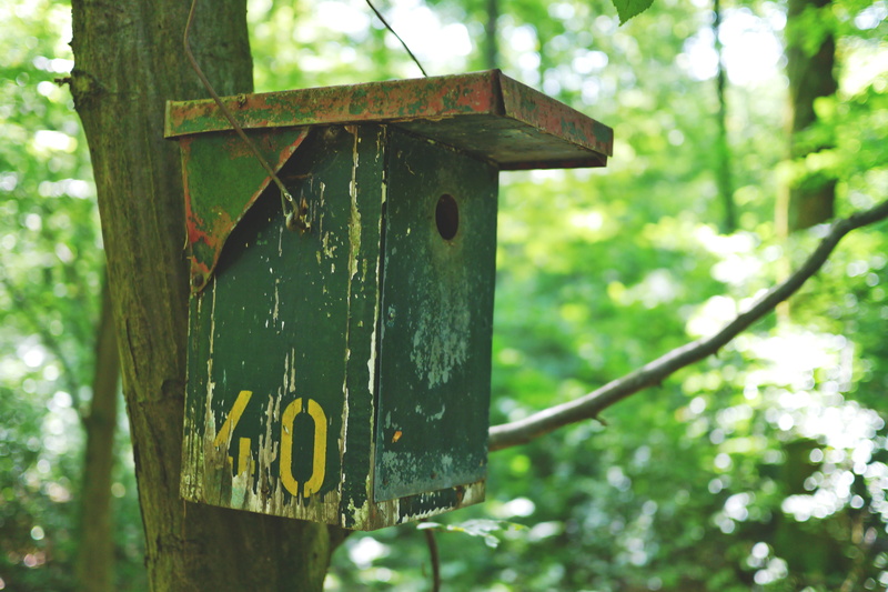 message, trunk, wood - material, day, close-up, depend, old, animal, text, focus on foreground, outdoors, tree trunk, nesting place, no people, nest, forest