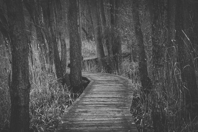 coniferous tree, trail, empty, forest dwellers, tree, plant, the way forward, tranquility, forest path, wood, land, forest, direction, peaceful, day, tree trunk