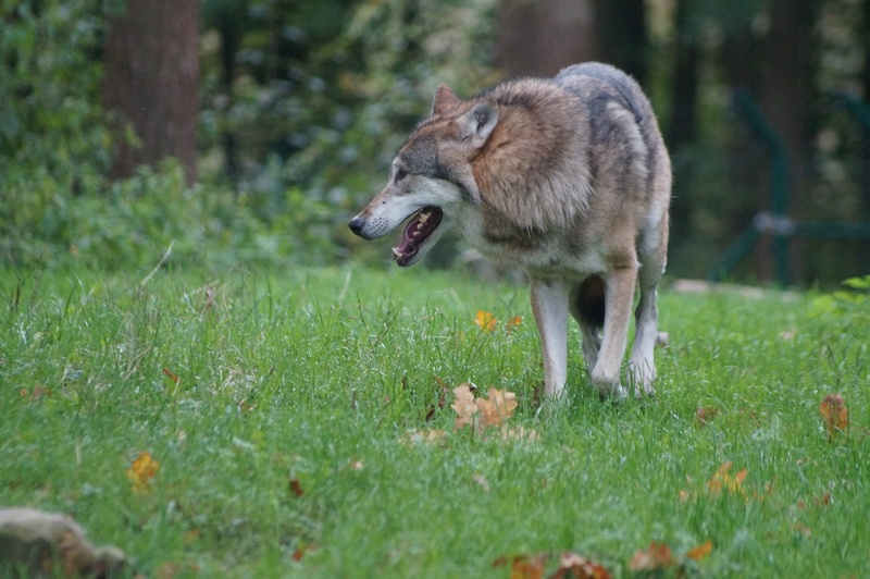 predator, animal world, animal, canis lupus, animal wildlife, no people, running, plant, green, mouth open, 4K, domestic, aggression, animals in the wild