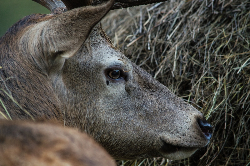 domestic animals, animal themes, profile view, vertebrate, wild animal, nature, wild, deer park, wildlife park, herbivorous, fallow deer, forest animal