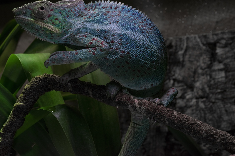 chameleon, schuppenkriechtier, close-up, exotic, one animal, animal wildlife, terraristik, exot, plant, terrarium animals, rain forest dwellers, disguised