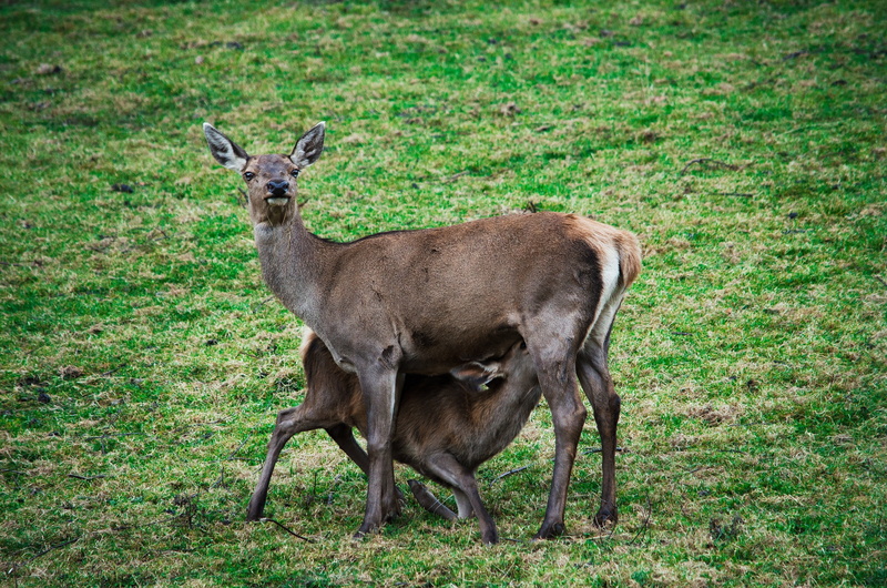 suckle, animal wildlife, day, plant, doe, full length, animal family, mammal, one animal, grass, standing, animals in the wild, forest, fallow deer, fawn