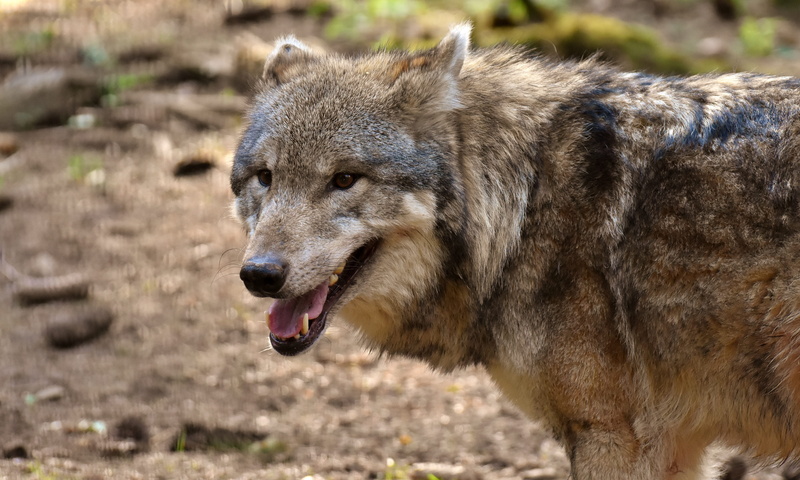 photography, mouth open, anger, fur, pack animal, animal themes, focus, animal portrait, carnivores, mammal, wolf, no people, outdoors, aggression, side view