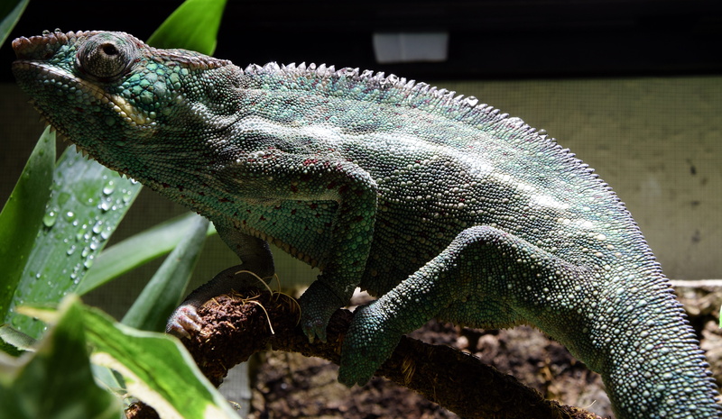 tropical, panther chameleon, rain forest dwellers, animal body part, reptile, close-up, animal scale, no people, one animal, insect eater, animals in the wild