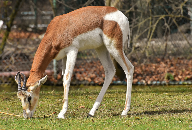 antelope, one animal, agriculture, grass, animal world, outdoors, zoo, wild animals, impala, mammal, african animal, gazelles, tierpark hellabrunn, 4K