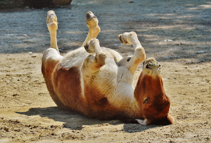 beach, three animals, 4K, left out, dirt, funny, underwater, white, relaxation, tierpark hellabrunn, cattle, group of animals, mammal, sweet, hoof, focus on foreground