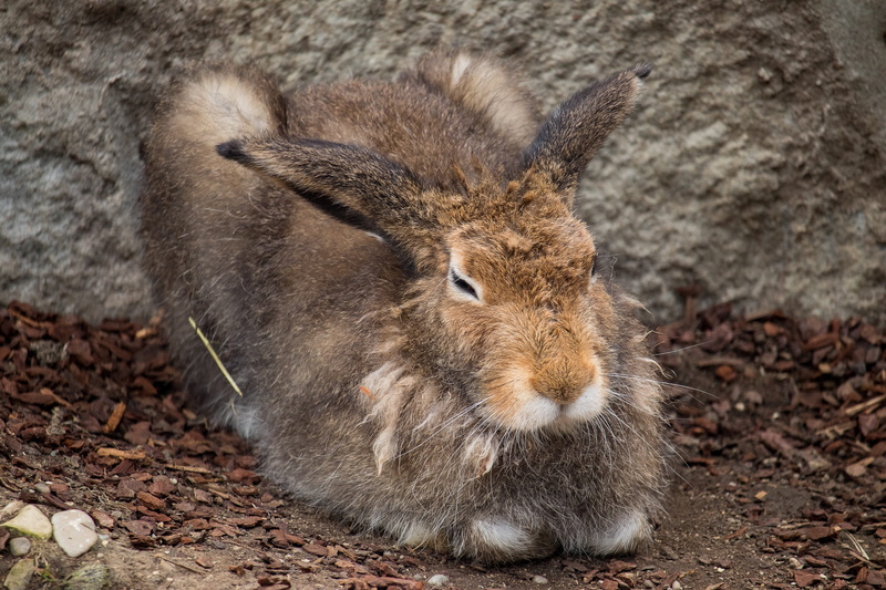 one animal, animal head, long eared, no people, hare, whisker, pets, herbivorous, day, tierpark hellabrunn, land, animals in the wild, nature, mammal, animal body part
