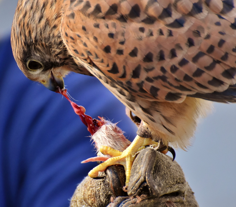 no people, eating, animal themes, wildlife photography, outdoors, animal wildlife, focus on foreground, falcon, day, bird, animal body part, animal, prey