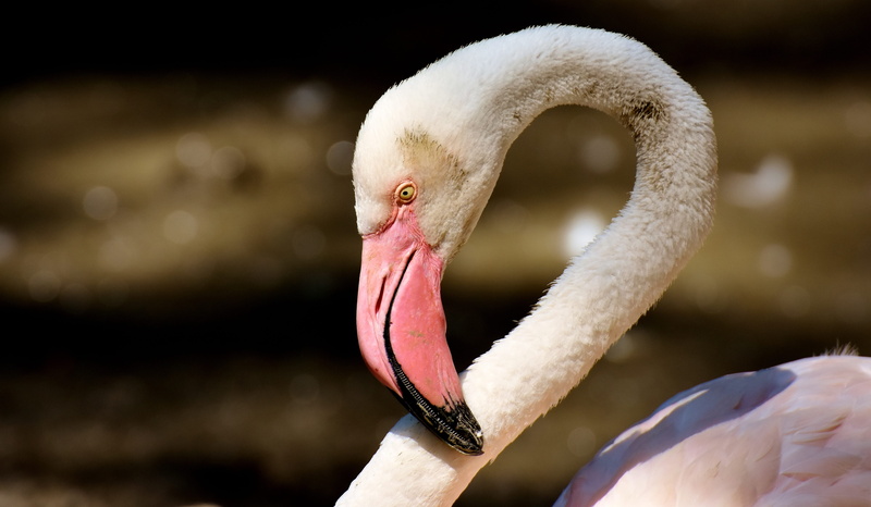 animal eye, animal body part, animal, nature, colorful, munich, tierpark hellabrunn, flamingo, one animal, portrait, freshwater bird, 5K, animals in the wild