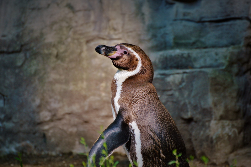 Water Bird, bird, Penguin, animal themes, Animal, animals in the wild, day, domestic animals, munich, animal world, one animal, animal head, animal wildlife