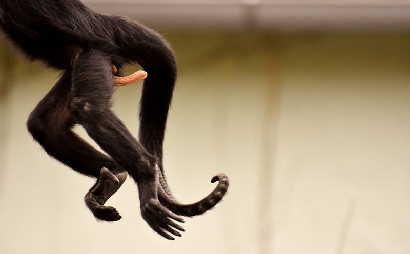 day, one animal, animal wildlife, no people, ape, funny, animals in captivity, profile view, monkey, nature, mammal, focus on foreground, animals in the wild