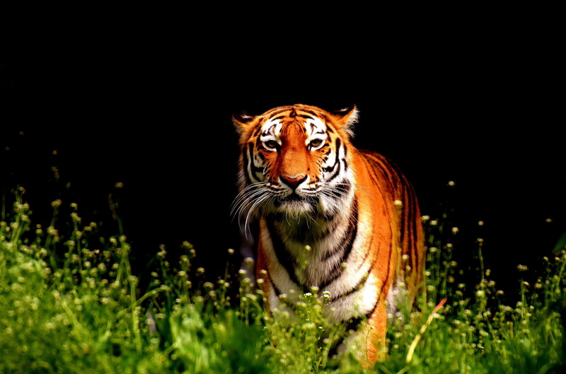 animal head, cat, copy space, big cat, beautiful, black background, predator, animal wildlife, plant, nature, wildlife photography, animal, feline, vertebrate