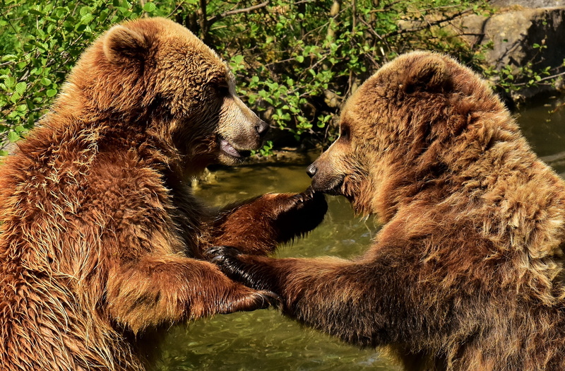 close, no people, predator, group of animals, outdoors, animal world, fur, animal, brown bear, bear, nature park, furry, feline, mammal, european brown bear