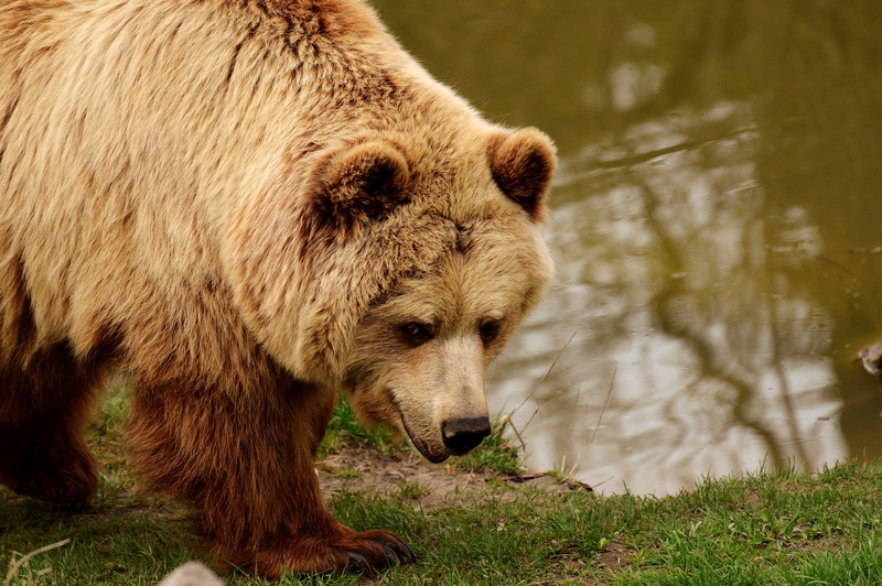 carnivora, bright coat, bear, one animal, plant, mammal, nature park, fur, outdoors, blond, body, grizzly bear, wild animal, predator, animal world, animals in the wild