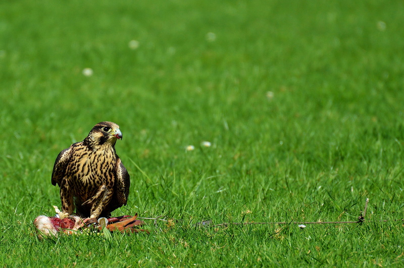 prey, brown, animal world, animal wildlife, animal, peregrine falcon, no people, raptor, outdoors, 4K, nature, animals hunting, green color, perching