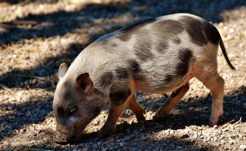 pets, wildpark poing, ground, domestic animals, cute, black, no people, nature, domestic, white, animal wildlife, small, young animals, animal, one animal