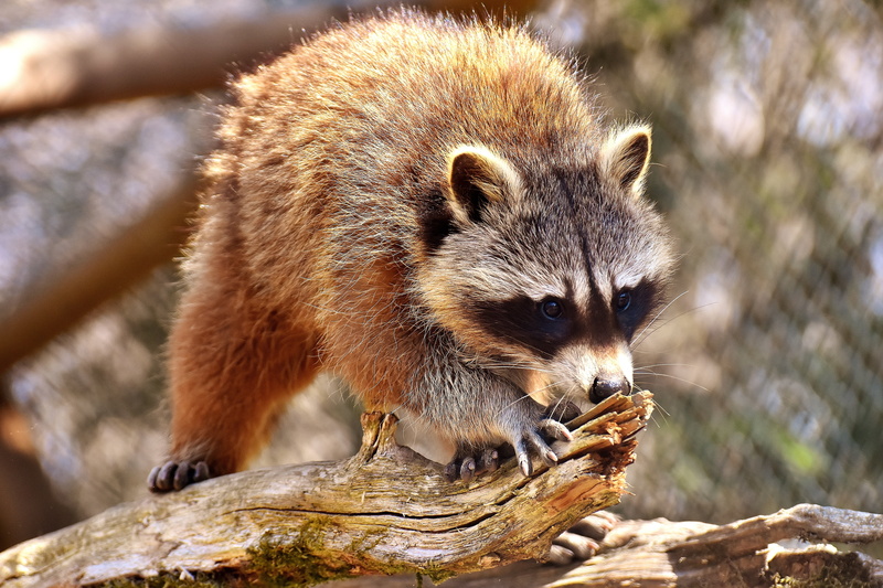 animal, nature, sweet, wood, brown, mammal, animal wildlife, wildlife park, 5K, animals in the wild, rock, wildpark poing, focus on foreground, forest animals