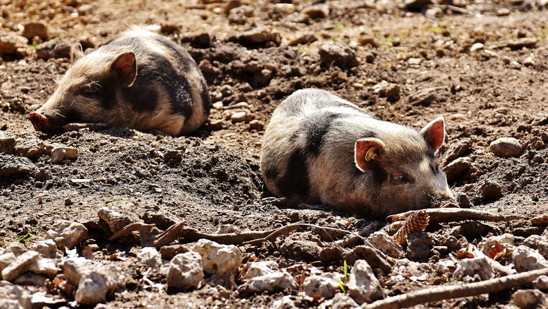 animal themes, enjoy the sun, 5K, land, no people, group of animals, vertebrate, mammal, animal world, outdoors, pigs, togetherness, relaxation, pig, wildpark poing