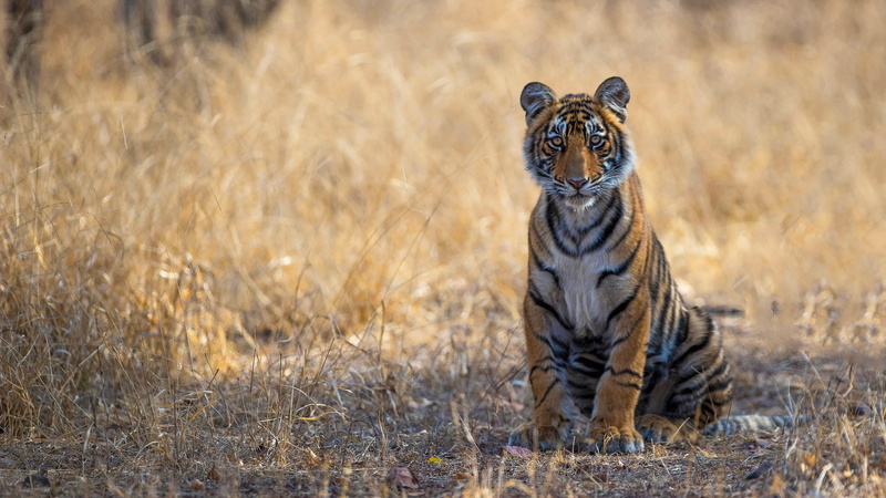 pose, tiger, nature, paws, 1080P, background, look, grass, young, wild cat, sitting