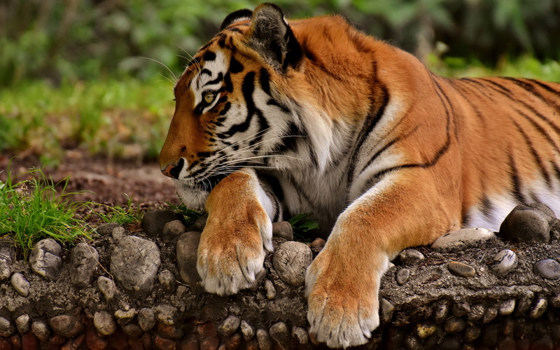 tiger, 2K, predator, paws