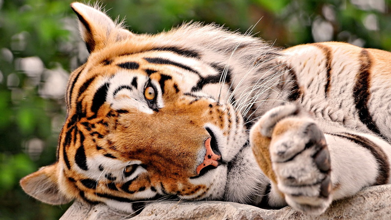 carnivora, relaxation, animal wildlife, orange, 1080P, nature, outdoors, close-up, one animal, big Cat, animal, no People, kind, portrait, siberian Tiger