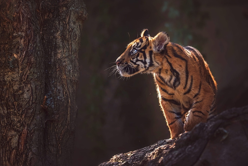 look, paws, kitty, wild cat, tiger, stone, 1080P, the dark background, pose, cub, light, nature, trunk, bark, tree, face