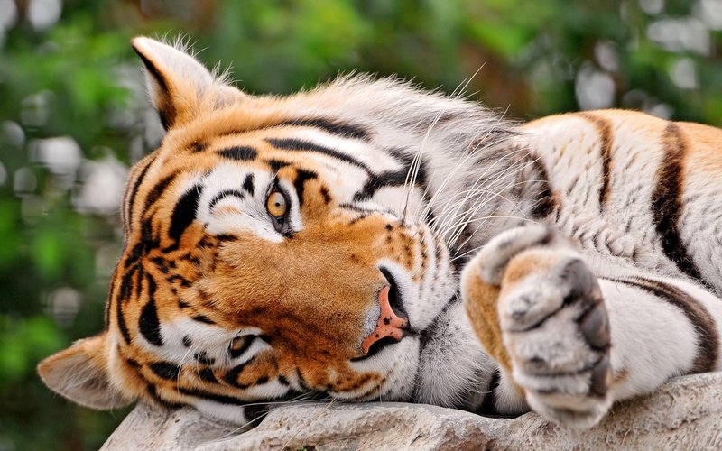 predator, mammal, animal themes, portrait, 2K, relaxation, bengal Tiger, tropical Rainforest, fur, asia, animal Eye, big Cat, cat, wildlife, animals Hunting