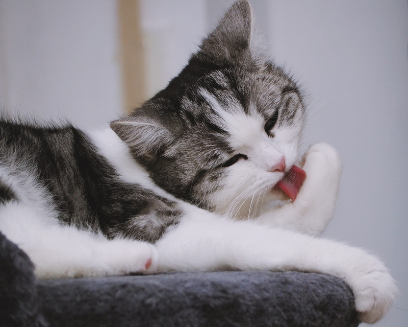 animal, no people, sit, close-up, kitten, mammal, relaxation, fur, eyes closed, adorable, fluffy, domestic animals, cute, lying down, pets, vertebrate