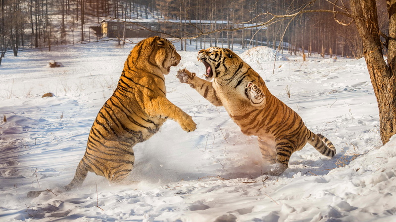 rivals, paws, two, mouth, nature, pose, tigers, winter, the snow, fight, pair, 4K, tiger, snow