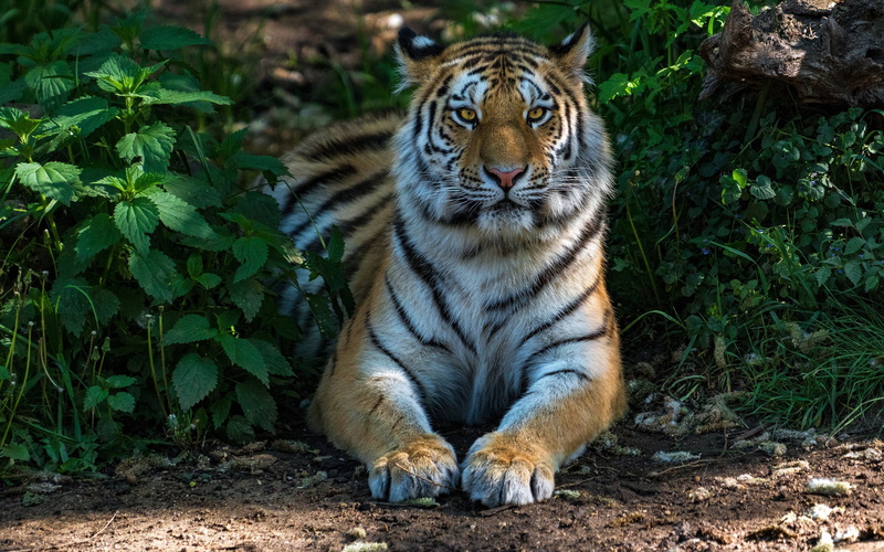 tiger, nettle, lies, predator, handsome, paws, face, nature, greens, the sun, 2K, grass