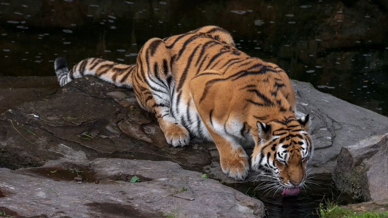 cats, wildlife, tiger, protruding tongue, big cat, rocks, animals, predator, 4k uhd background, 4K, animal, paws, drinking, cat, water