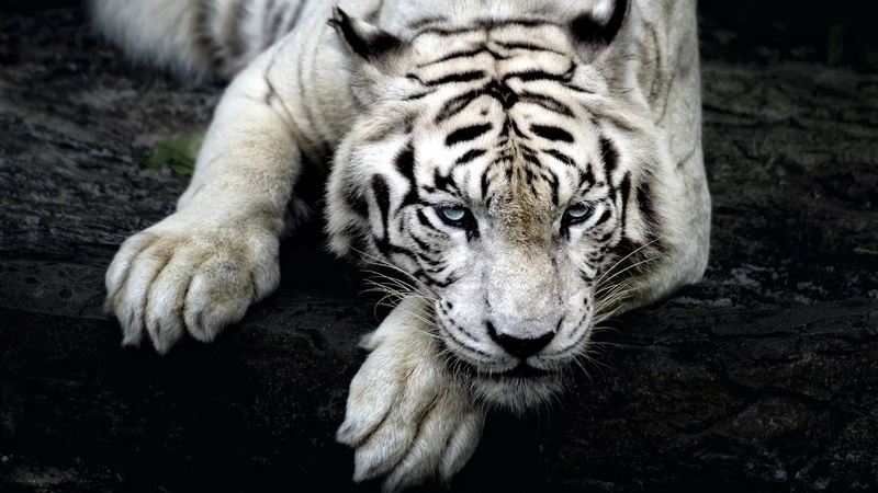 glance, white tiger, 4K, tiger, paw, predator
