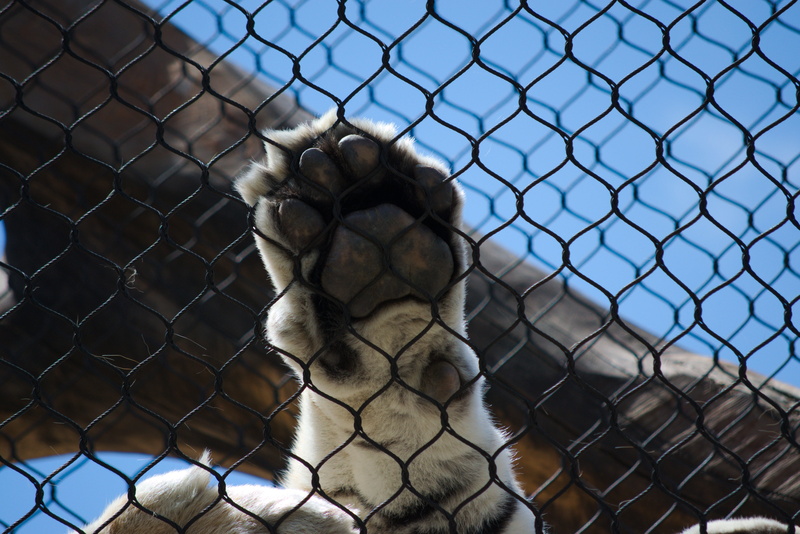 claw, safety, nature, outdoors, looking, mammal, animal themes, animals in captivity, animal head, animal wildlife, cage, cat, security, barrier, boundary