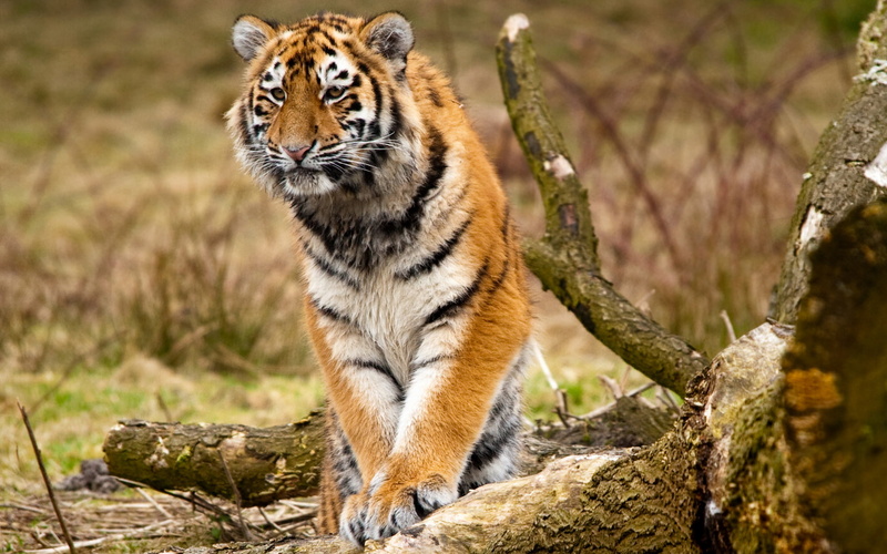 log, wild cats, paws, animals, 1080P, Siberian tigers, trees, logs, predators, nature