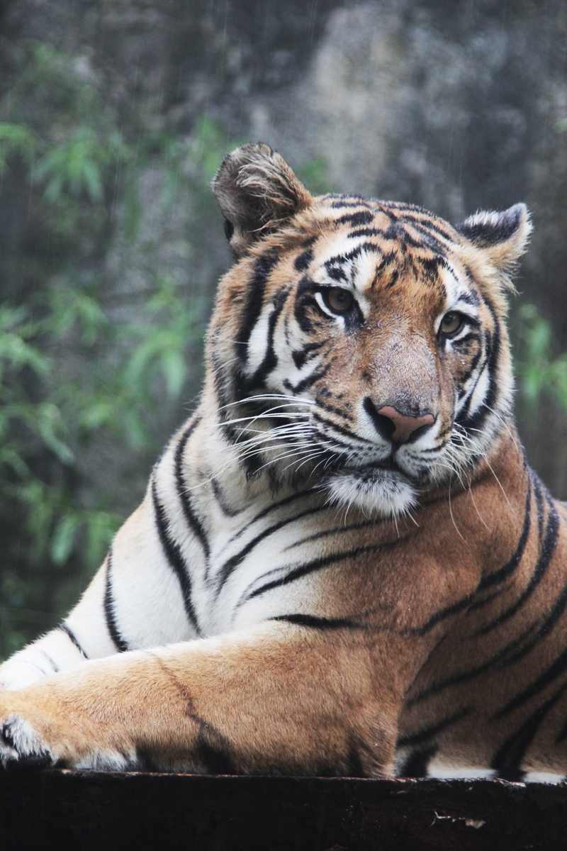 5K, Indonesia, Panthera, one animal, whisker, looking away, zoo, animal wildlife, large, carnivore, animal themes, cat, tigris, focus on foreground, Sumatran