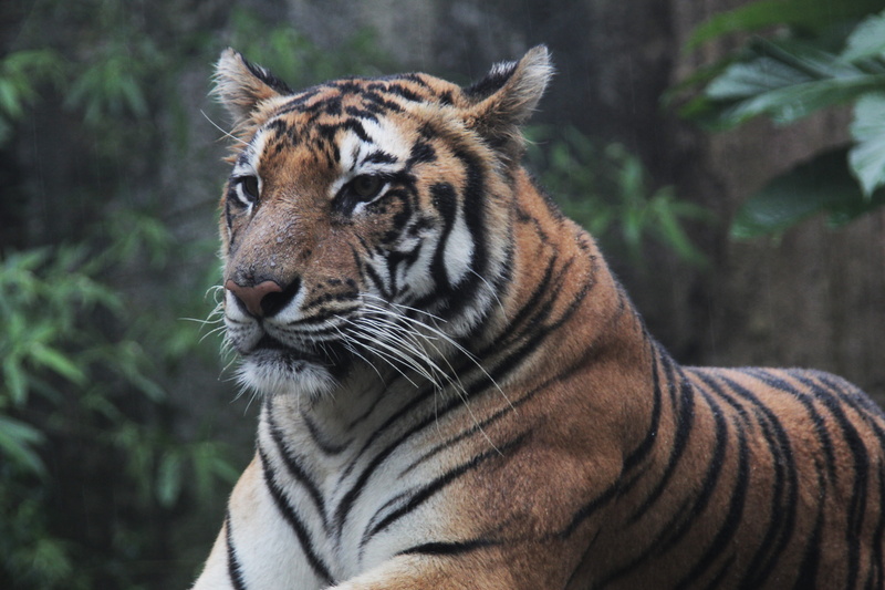 animals in the wild, brown, photography, focus, 5K, one animal, nature, portrait, animal themes, Tiger, mammal, close-up, zoo, animal, selective, predator