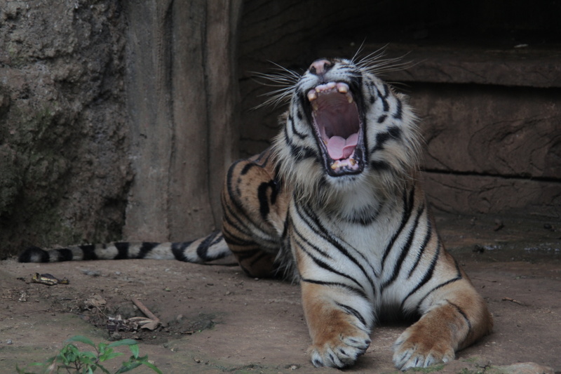 yawning, mammal, wildlife, species, whisker, vertebrate, big cat, animal wildlife, feline, roaring, day, facial expression, mouth, sumatran, cat, paws