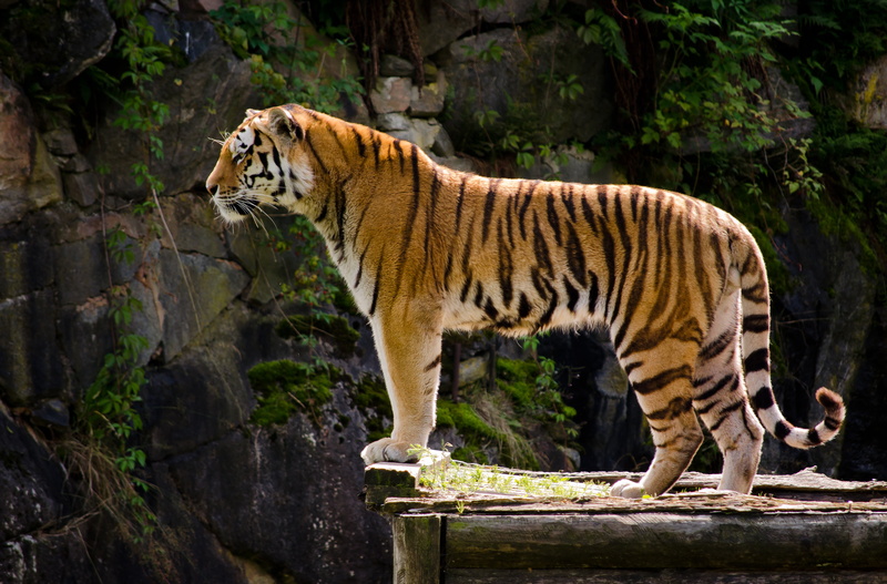 solid, rock, big Cat, cat, summer, tropical Rainforest, looking, safari Animals, animals In The Wild, profile, zoo, endangered Species, one animal, 4K