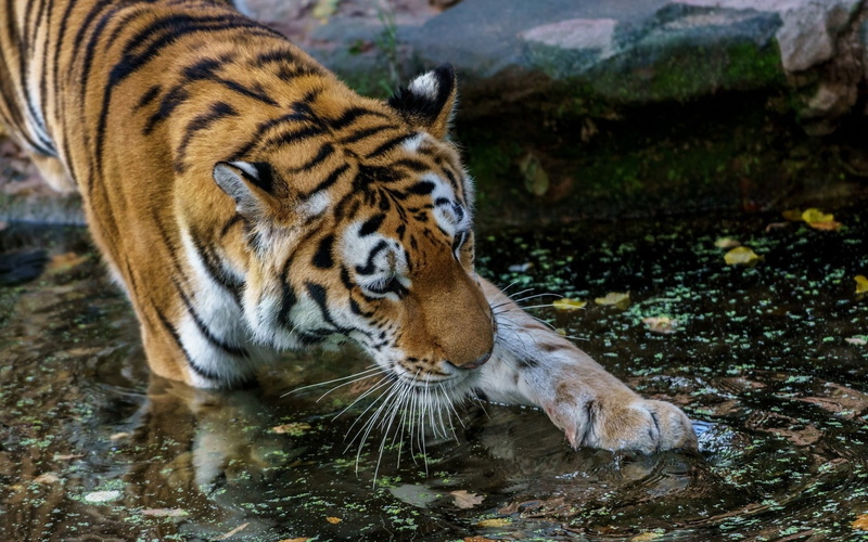 720P, paw, water, tiger