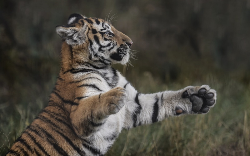 paws, grass, 720P, tiger