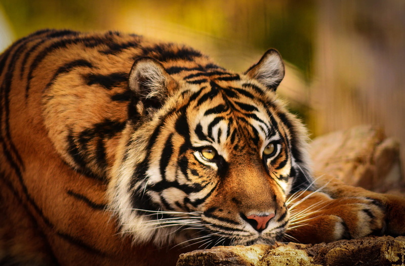 look, 1080P, pose, paws, face, tiger, background, lies, wild cat, yellow, portrait