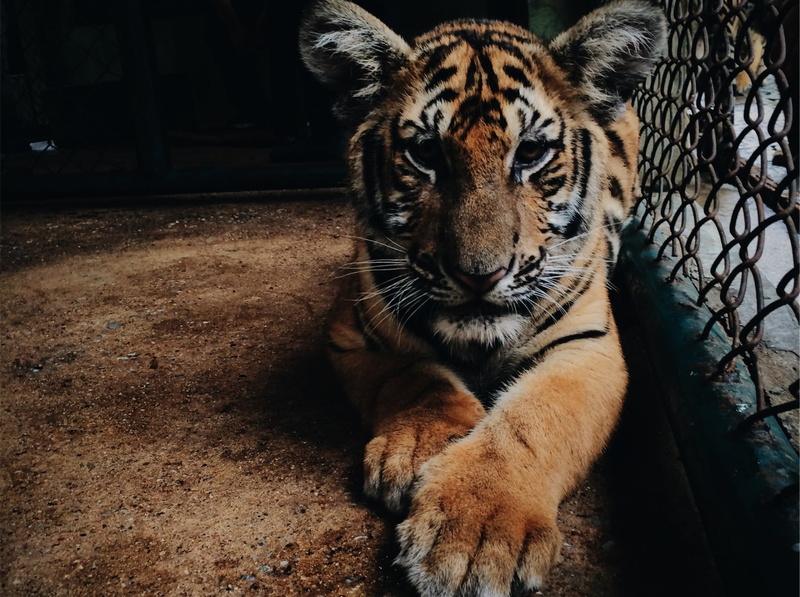 paws, cell, face, tiger, aviary, 1080P