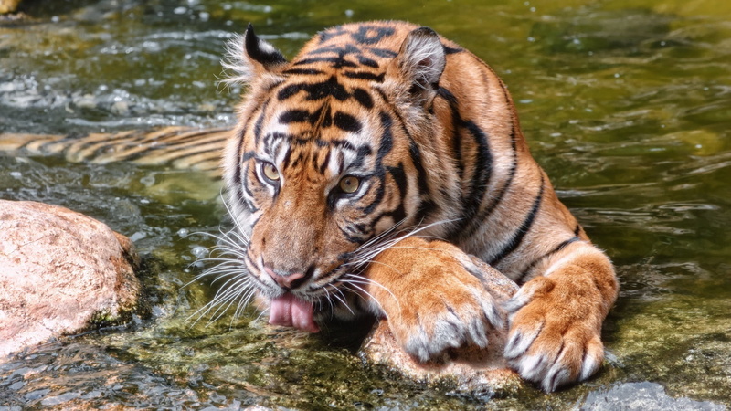 tigris River, face, animal wildlife, zoo, animals In The Wild, undomesticated Cat, day, asia, drinking, siberian Tiger, vertebrate, bathing, outdoors, carnivore