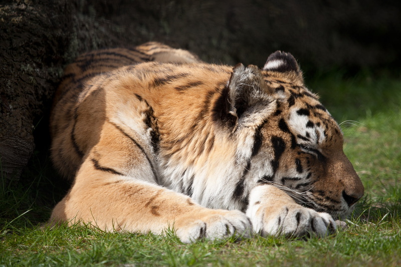 cat, animal themes, animal, undomesticated cat, no people, animals, sleep, land, animals in the wild, nature, relaxation, tiger, animal head, grass, paws