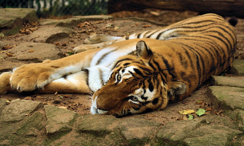 stones, 1080P, paws, tiger, lies, face